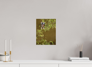 Watercolors, Anhinga