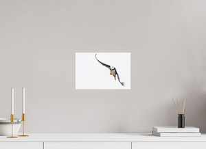 The Provider, Tufted Puffin