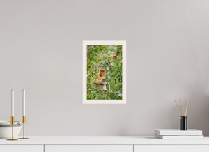 Audacity and Indignation, Proboscis Monkey