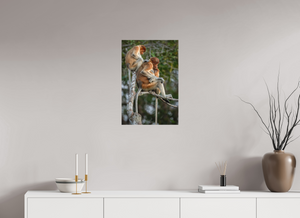 Hair Salon, Proboscis Monkeys