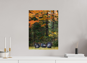 Signs of the Season, Turkey