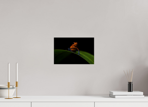 Warning Signs, Poison Dart Frog