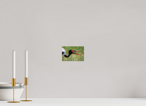 Frog Legs, Saddle-billed Stork