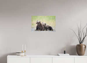 Observation, Alaskan Brown Bear Cubs