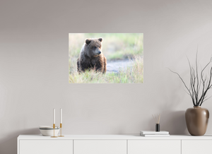 Wonder World, Alaskan Coastal Brown Bear Cub