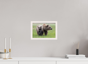 On Alert, Alaskan Coastal Brown Bear