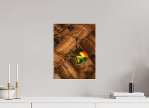 Color Balance, Sunbird