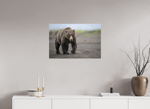 Intimidation, Alaskan Coastal Brown Bear