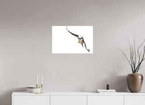 The Provider, Tufted Puffin