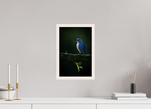 Illumination, Blue-gray Tanager