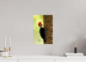 Exclamation, Pale-billed Woodpecker