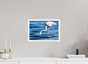Point of Impact, Greater Flamingo