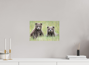 Curiosity, Alaskan Brown Bear Cub