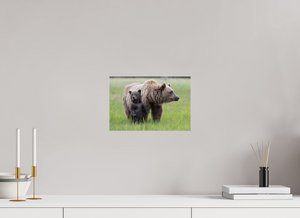 On Alert, Alaskan Coastal Brown Bear