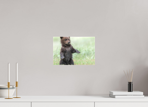 Balancing Act, Alaskan Coastal Brown Bear Cub