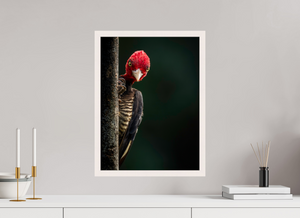 Dissatisfaction, Pale-billed Woodpecker