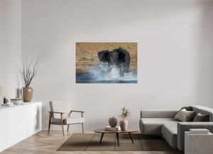 Tsunami, Elephant