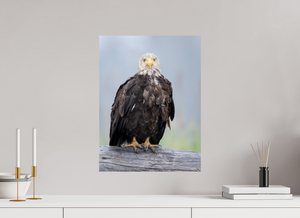 Bad Hair Day, Bald Eagle
