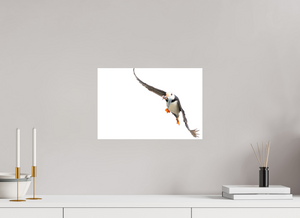 The Provider, Tufted Puffin