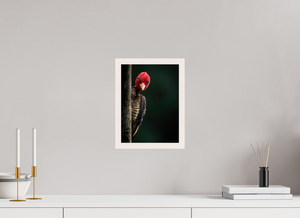 Dissatisfaction, Pale-billed Woodpecker