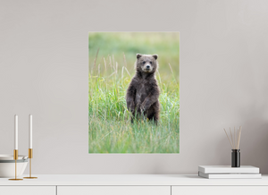 Innocence, Alaskan Coastal Brown Bear Cub