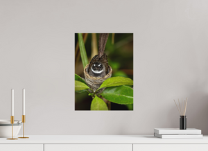 Weathering The Storm, Fantail