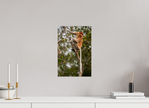 Hostility, Proboscis Monkey