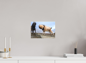 Billy Goat's Gruff, New Zealand