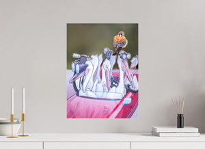 Looney Tunes, American Kestrel