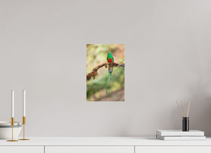 Eye Candy, Resplendent Quetzal