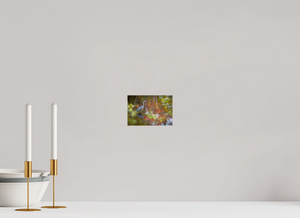 Impressions of Monet, Maine