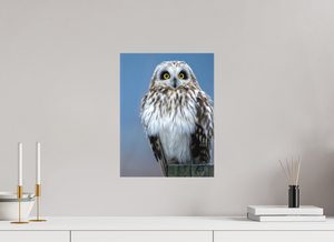 Intensity, Short-eared Owl