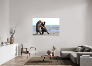 Sibling Rivalry, Alaskan Coastal Brown Bear Cubs