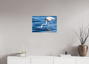 Point of Impact, Greater Flamingo