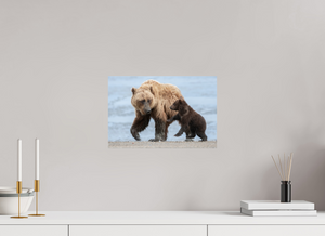 Playful Invitation, Alaskan Coastal Brown Bear