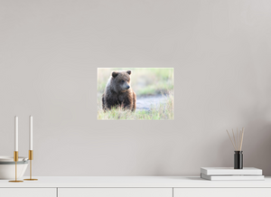Wonder World, Alaskan Coastal Brown Bear Cub
