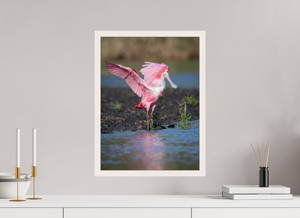 Water Dance, Roseate Spoonbill