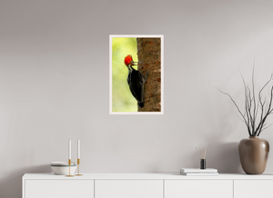 Exclamation, Pale-billed Woodpecker