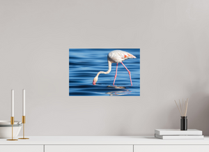Point of Impact, Greater Flamingo