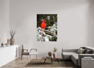 Scarlet Decor, Cardinal