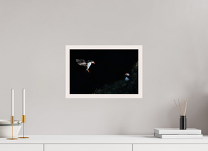 Home For Dinner, Atlantic Puffin