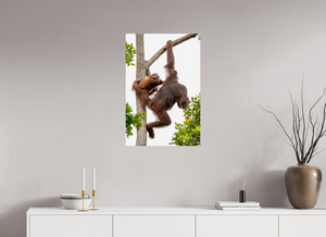 Panic Mode, Orangutan