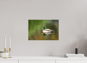 Autumn Mirror, Mallard