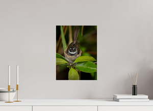 Weathering The Storm, Fantail