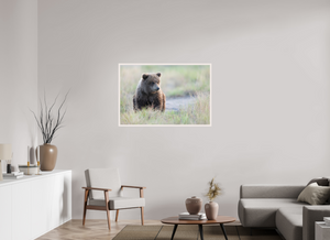 Wonder World, Alaskan Coastal Brown Bear Cub