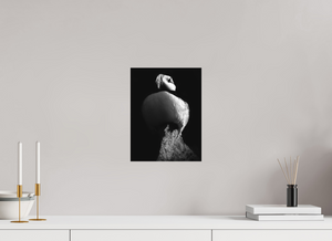 Shadow Play, Tufted Puffin