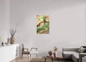 Eye Candy, Resplendent Quetzal