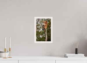 Hostility, Proboscis Monkey