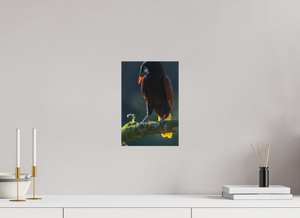 Master of Ceremonies, Montezuma Oropendola