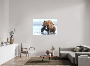 Protection, Alaskan Coastal Brown Bear Cub